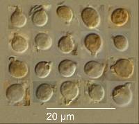 Aeruginospora furfuracea image