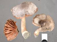 Volvariella dunensis image