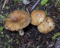 Russula novae-zelandiae image