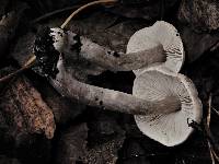 Tricholoma scalpturatum image