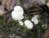 Entoloma byssisedum image