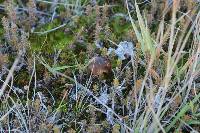 Hygrocybe fuliginata image