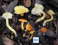 Hygrocybe cerinolutea image