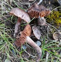 Cortinarius vernus image