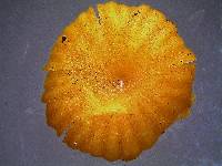 Lichenomphalia chromacea image