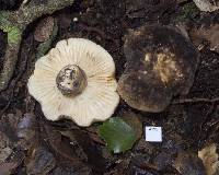 Lactarius sepiaceus image