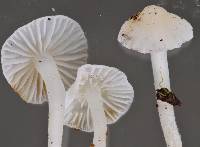 Hemimycena lactea image