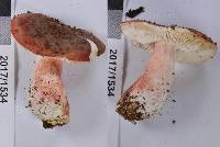 Russula miniata image