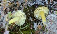 Hygrocybe fuliginata image