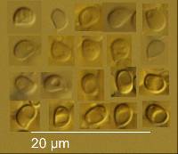 Cystoderma clastotrichum image