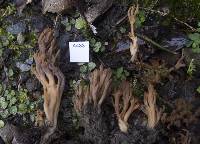 Clavulina purpurea image