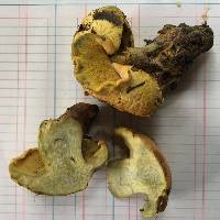 Buchwaldoboletus hemichrysus image