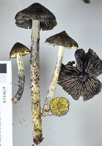 Bertrandia astatogala image