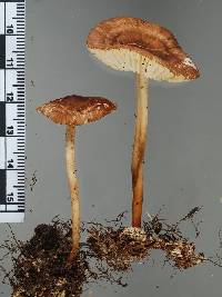 Marasmius elegans image