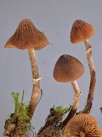 Descolea phlebophora image