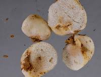 Gymnomyces parvisaxoides image