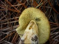 Hortiboletus bubalinus image