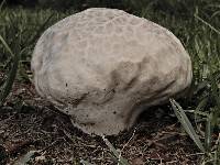 Calvatia lilacina image