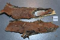 Gloeoporus dichrous image