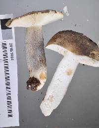 Russula griseostipitata image