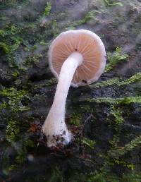 Clitocybe wellingtonensis image