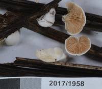 Crepidotus albolanatus image