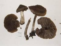 Entoloma translucidum image