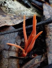 Clavulinopsis corallinorosacea image