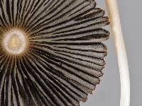Parasola leiocephala image