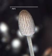 Coprinellus heptemerus image