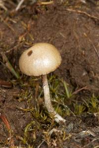 Psilocybe merdaria image