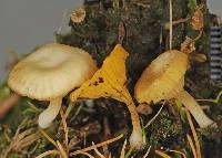 Lichenomphalia chromacea image