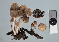 Coprinellus plagioporus image