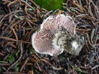 Agaricus bitorquis image