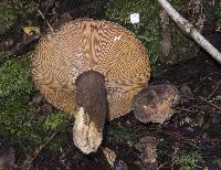 Lactarius novae-zelandiae image