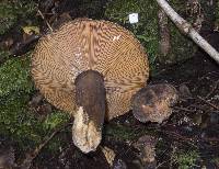 Lactarius novae-zelandiae image