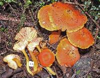 Hygrocybe firma image