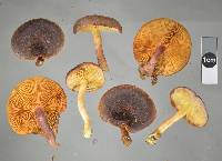 Gymnopilus purpuratus image