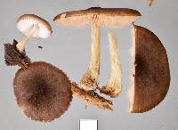 Pluteus paradoxus image