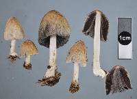 Coprinellus flocculosus image