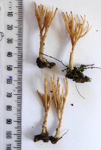 Tremellodendropsis flagelliformis image