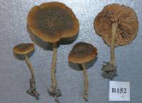 Simocybe phlebophora image