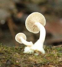 Clitocybe wellingtonensis image