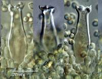 Pluteus microspermus image