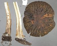 Agrocybe olivacea image