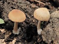 Psathyrella corrugis image