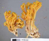 Ramaria anziana image