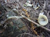 Mycena filopes image