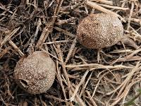 Lycoperdon reticulatum image