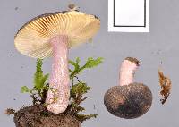 Russula roseostipitata image